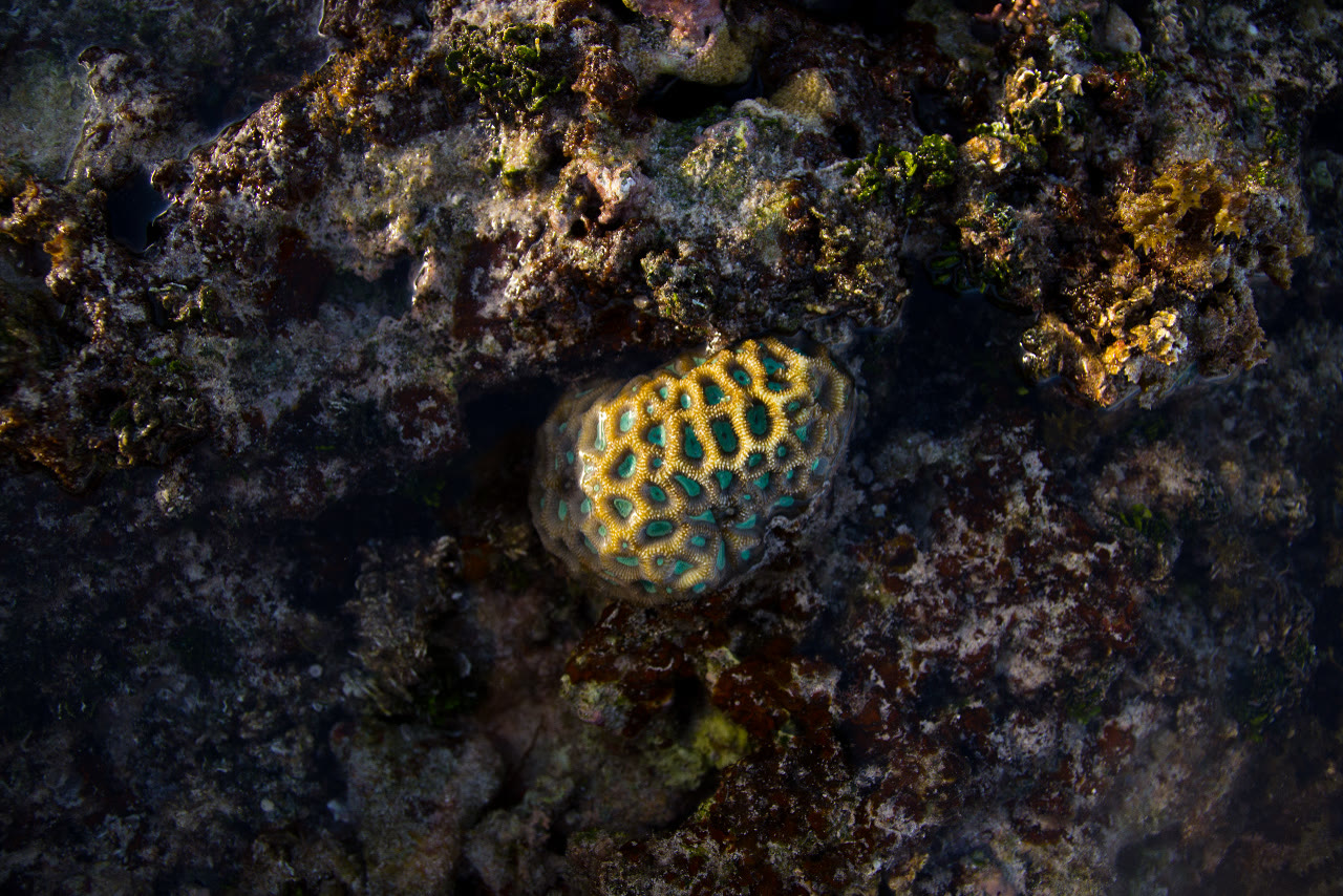 Seen from above through shallow, clear water, a rounded coral sits in a hollow of dark reef rock. Its ridges glow gold in low sun, and the hollows between them are a bright sea-green. The rock around it is mottled maroon, brown and moss-green.