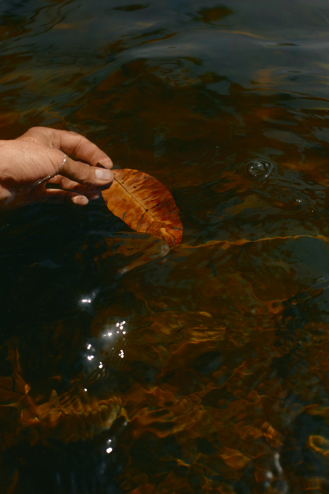 A hand holds a single rust-orange leaf at the surface of dark, clear water. Sunlight glints in small points on the ripples, and amber light moves through the water below.