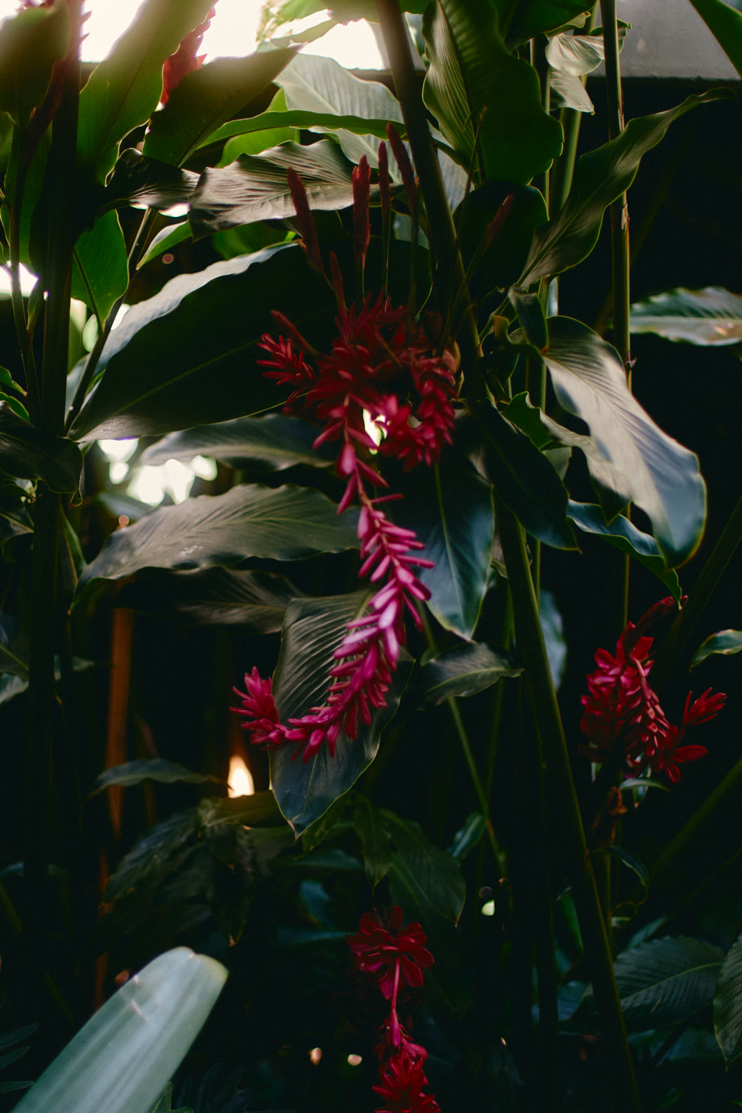 Clusters of crimson flowers hang down through a tangle of large, dark green tropical leaves. Light comes through gaps above, catching the glossy surfaces, while the space behind falls into deep shadow.